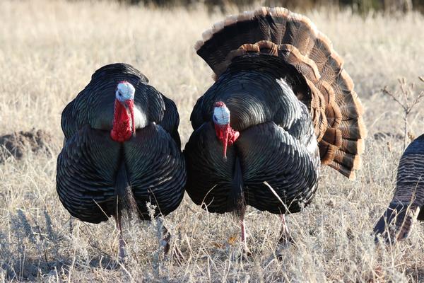 Nebraska Turkey Hunt On Fire