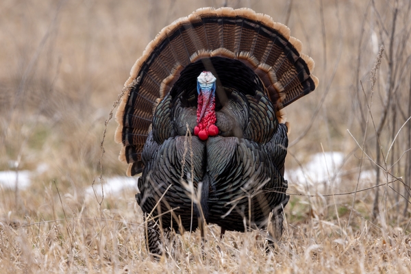 Nebraska Gobblers