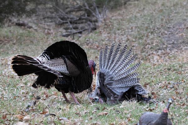 Nebraska Archery Turkey
