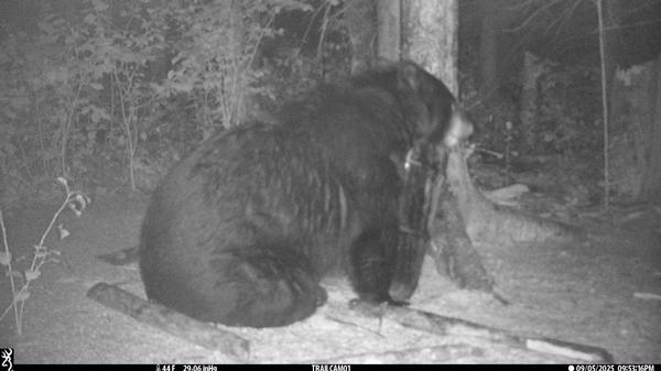 Cameras show HUGE bears for 2026 season