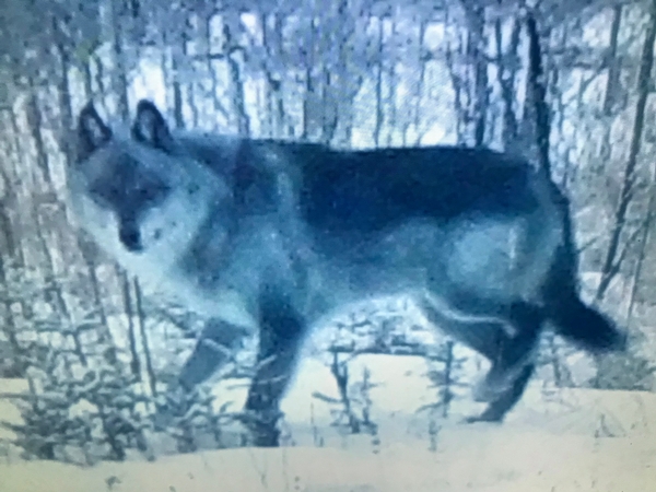 Trail Cameras Tell Story