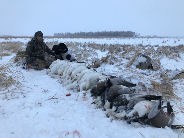 South Dakota Snow Goose Hunting