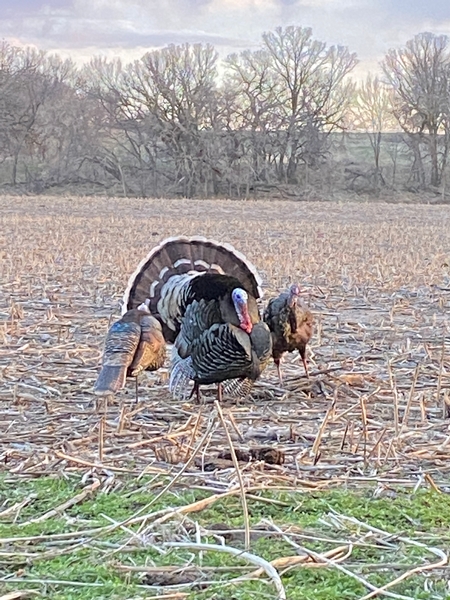 South Dakota Turkey Addition