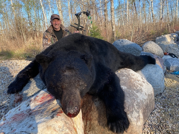 374 Archery Bruin Dies on the Spot