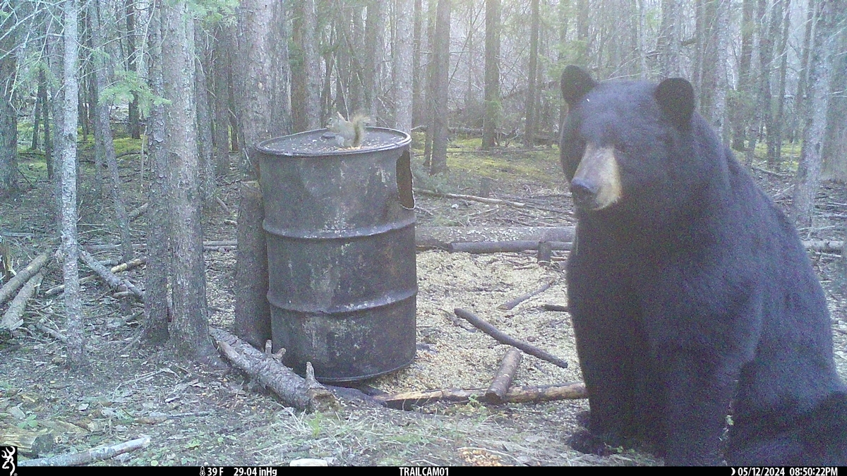 Trail Cameras, Trail Cameras, Trail Cameras! (2)