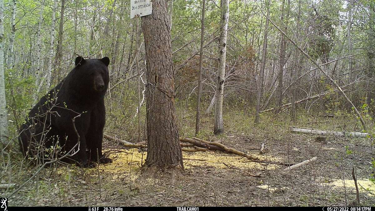 Interlake Safaris - Manitoba Black Bear Hunts