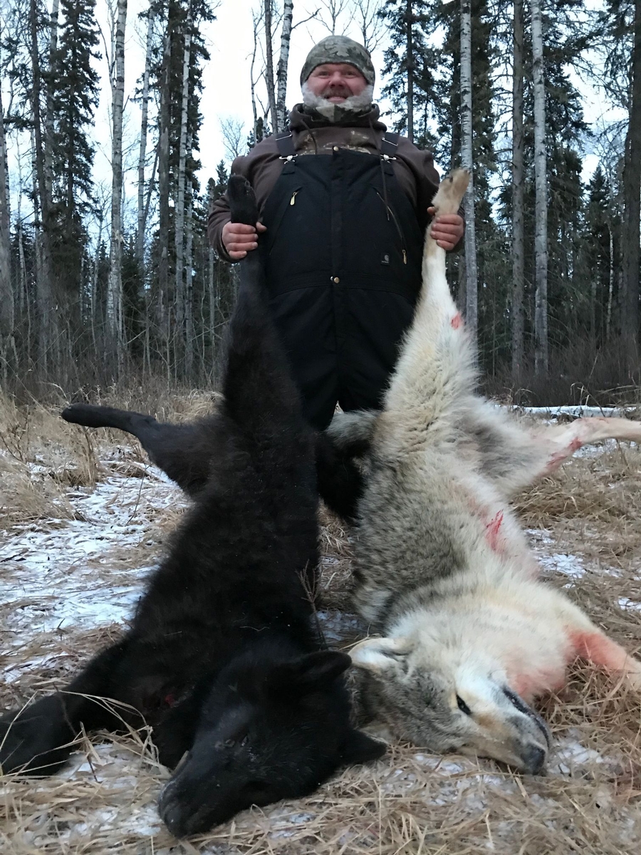 black canadian timber wolf