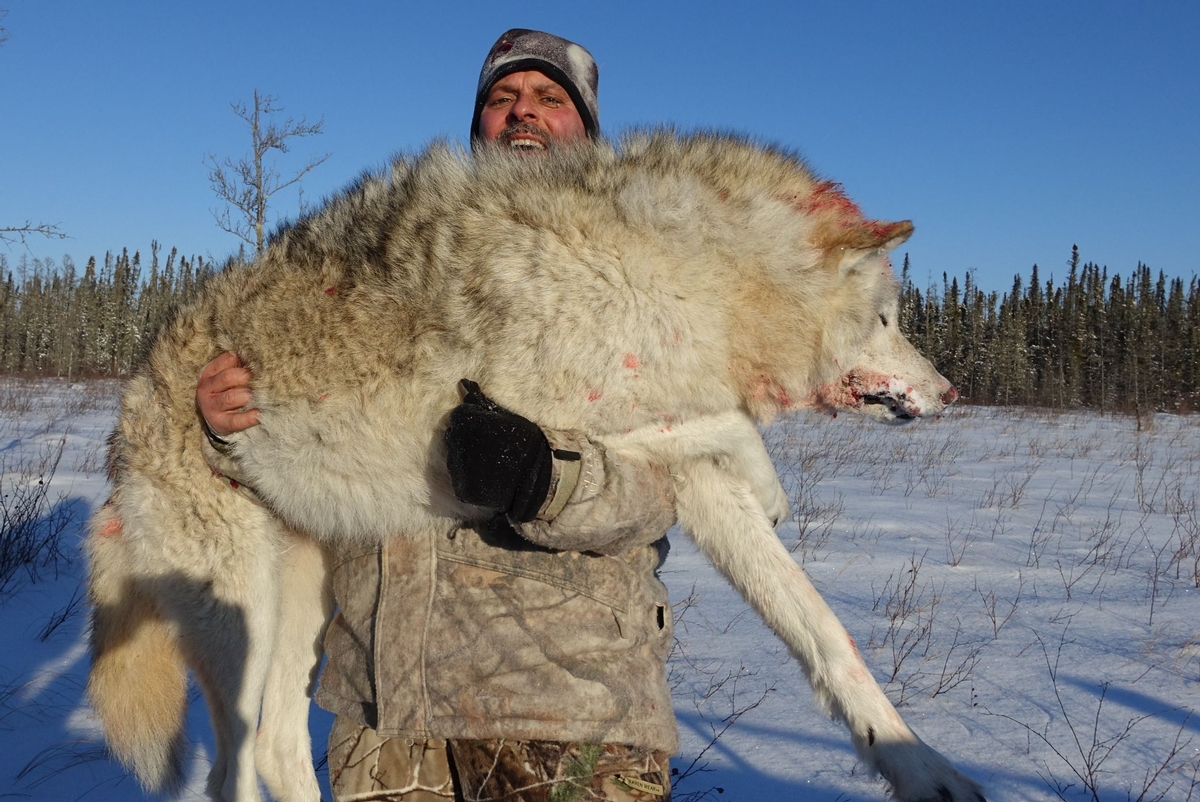 Interlake Safaris - Alberta Wolf Hunts